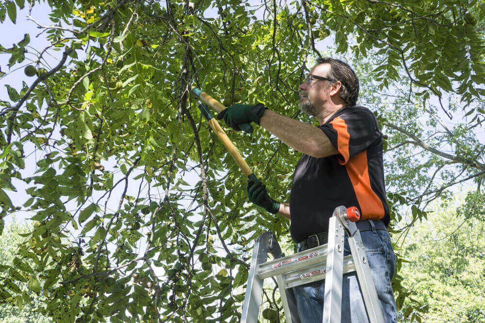 Affordable Tree Pruning Company in Bristol, TN