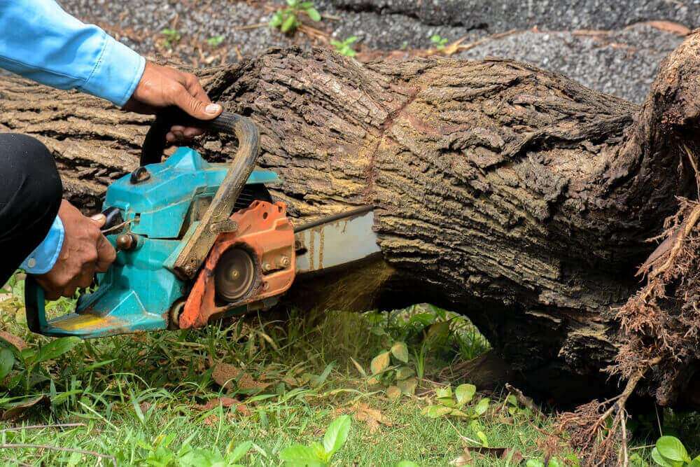 Best Tree Removal Company