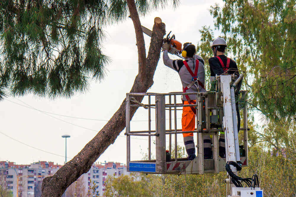 Best Tree Trimming Service