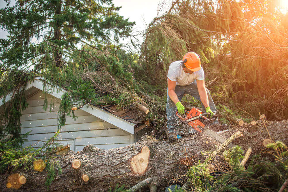 Process of Emergency Tree Removal & Cleanup Service
