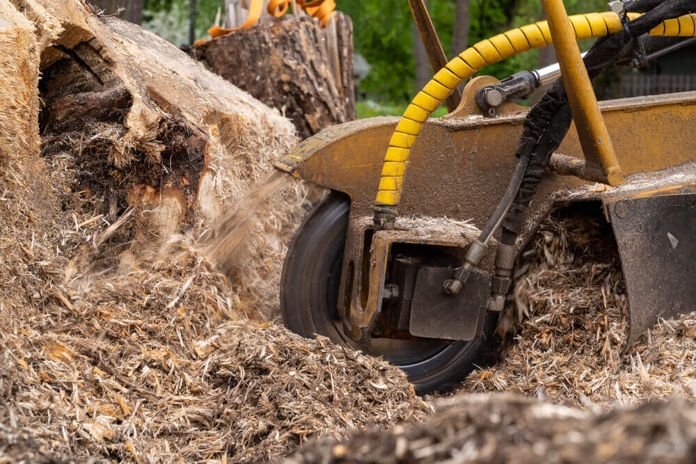 We Can Help You For Root Removal