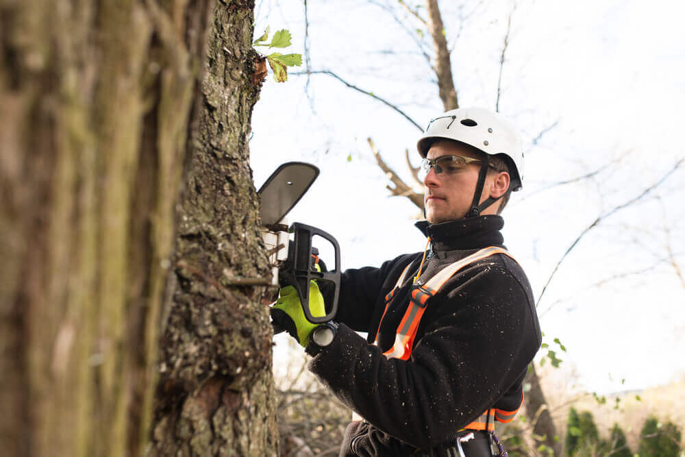 Why you should get a tree service