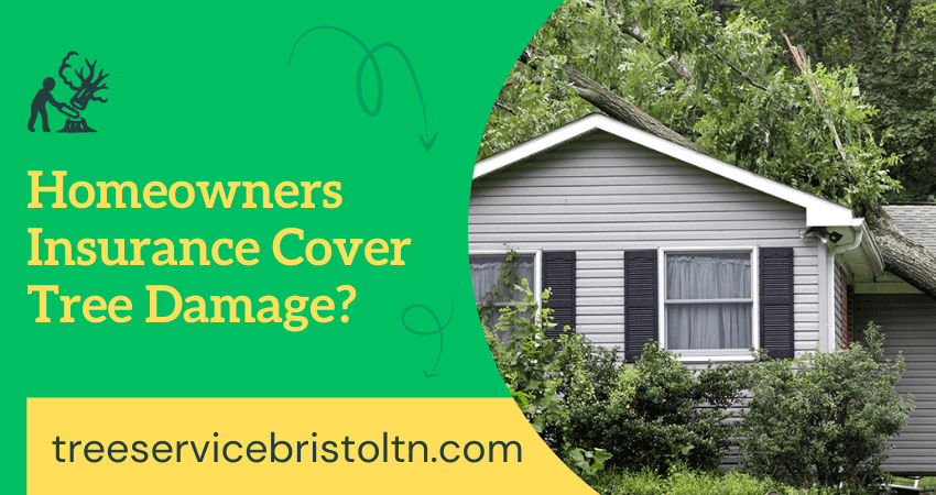 Homeowners Insurance Cover Tree Damage
