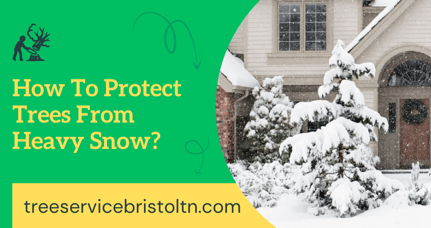 Protect Trees From Snow